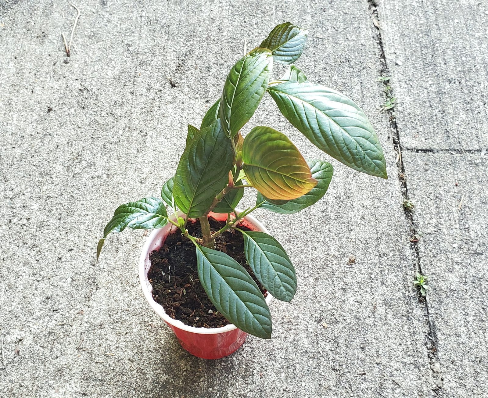 kratom plant